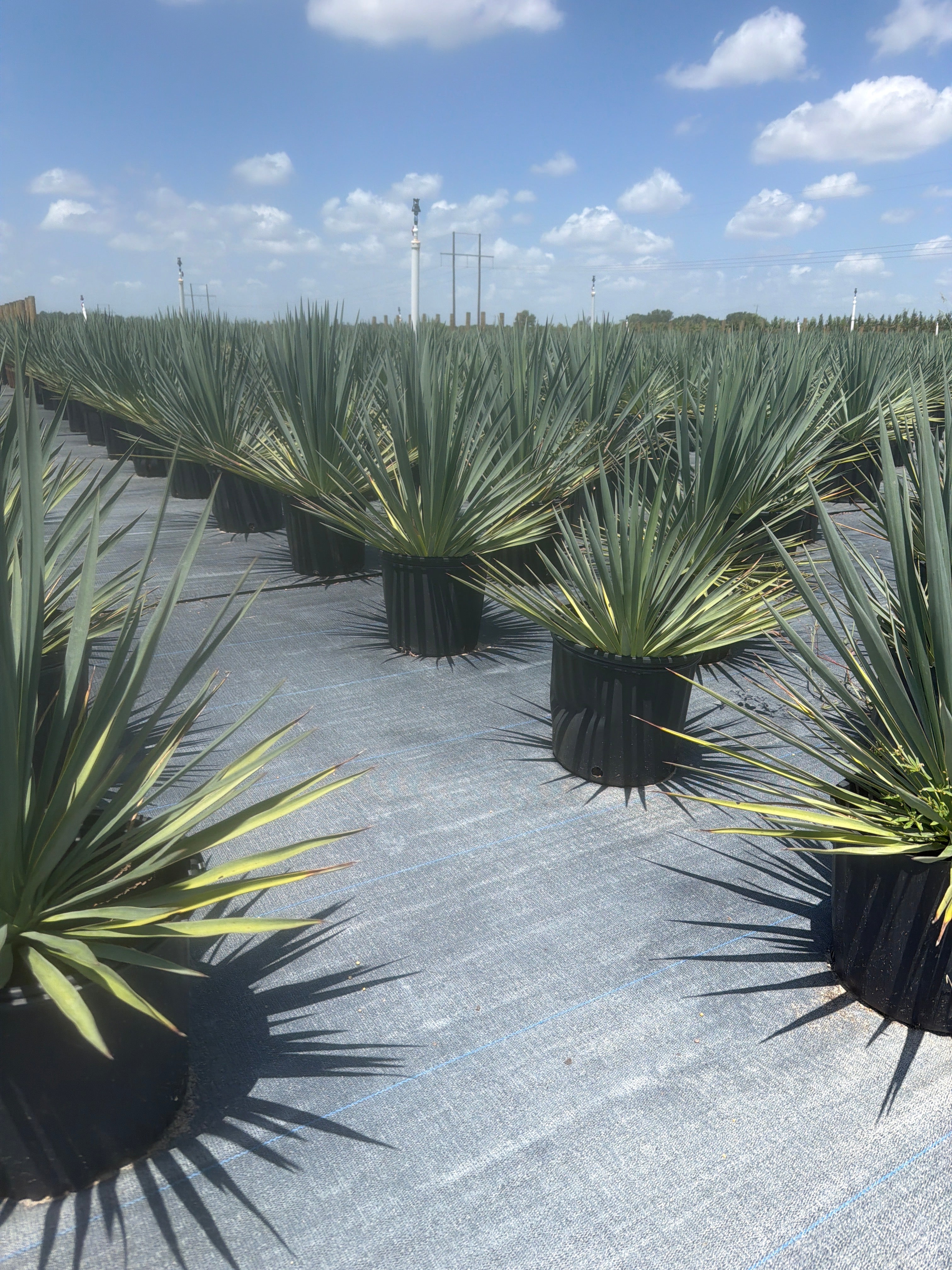 Adam’s Needle Yucca