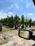 Drummond Red Maple
