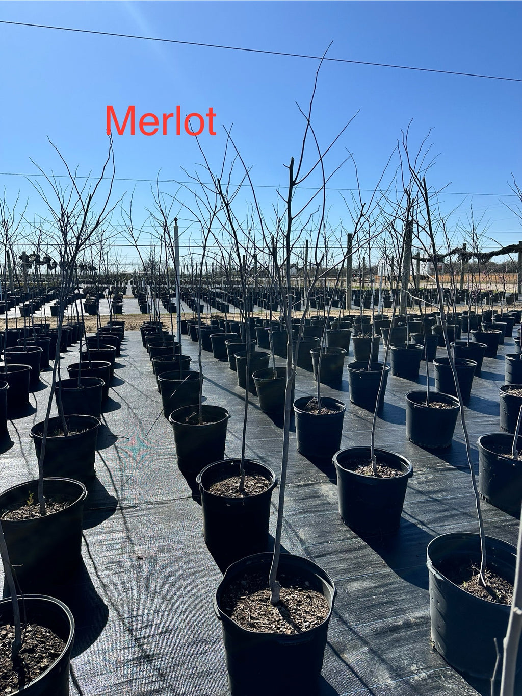 Merlot Redbud