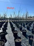 Merlot Redbud