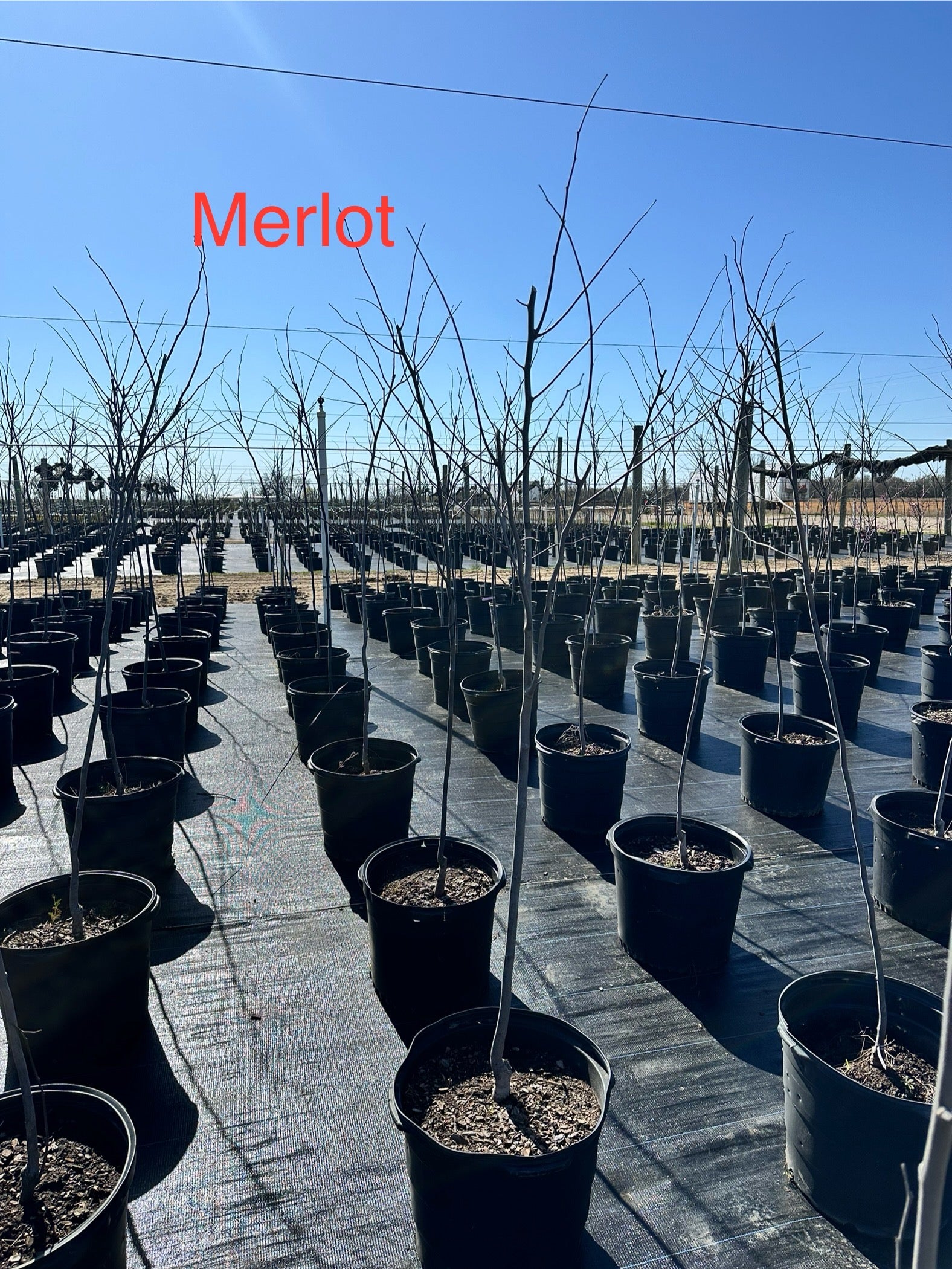 Merlot Redbud