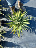Adam’s Needle Yucca