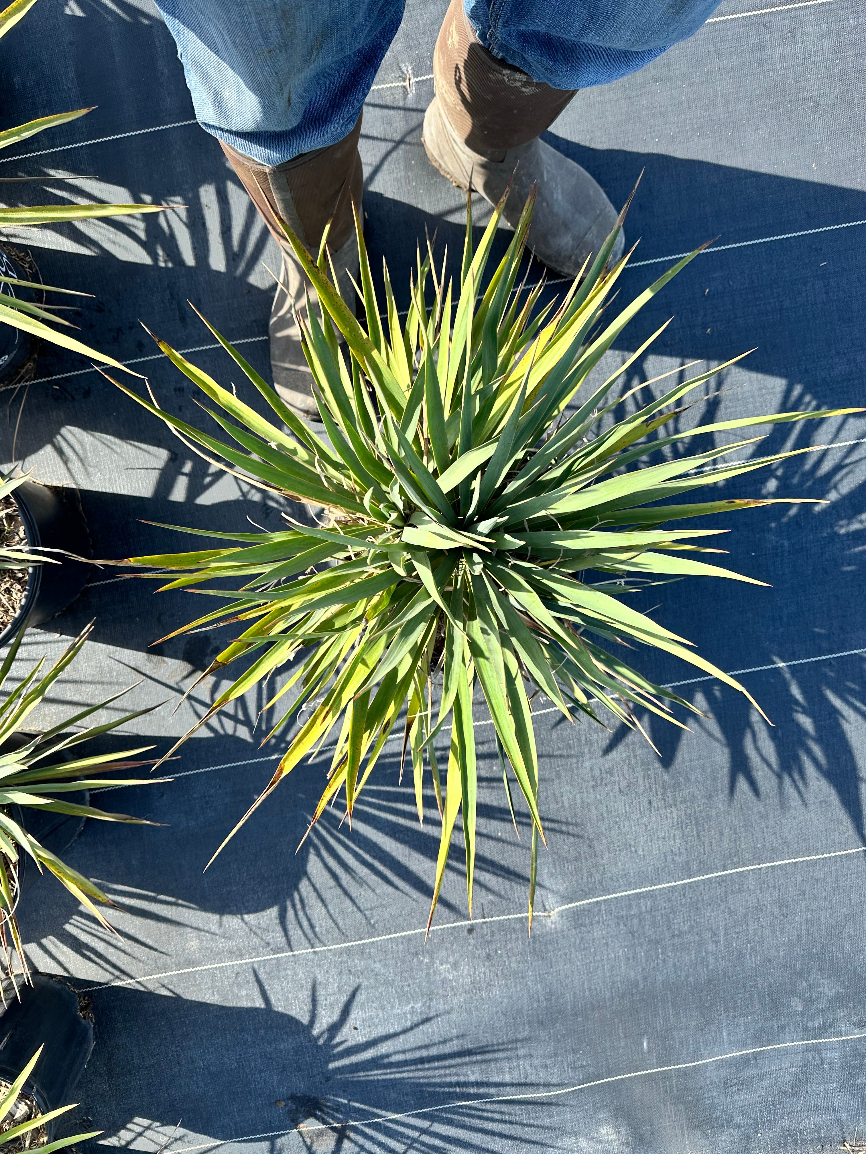 Adam’s Needle Yucca