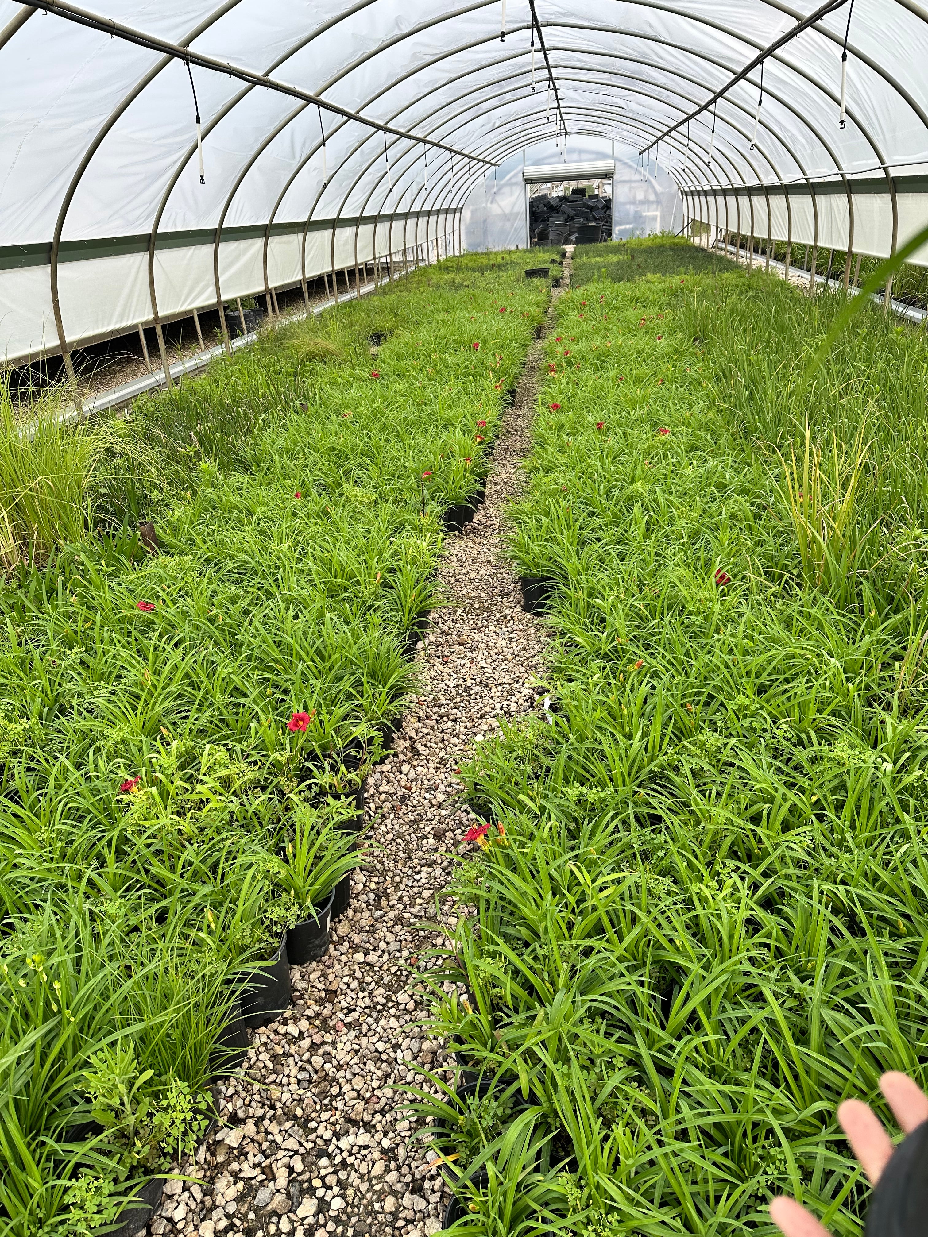 Little Business Daylily