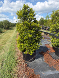 Southern Wax Myrtle