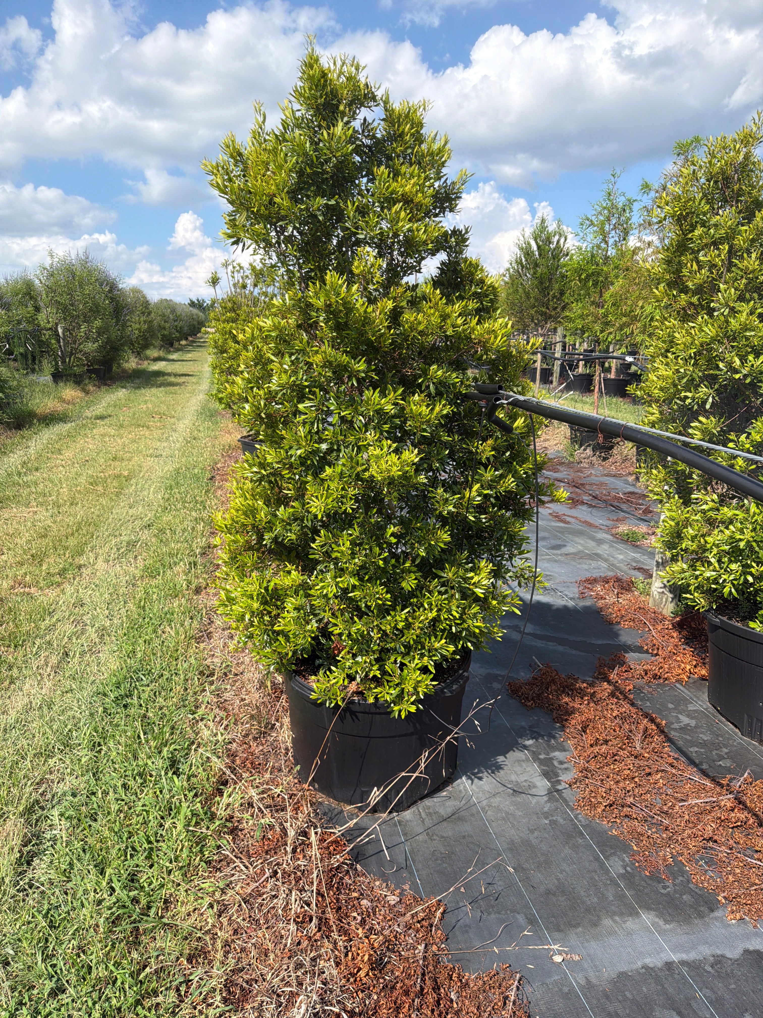 Southern Wax Myrtle