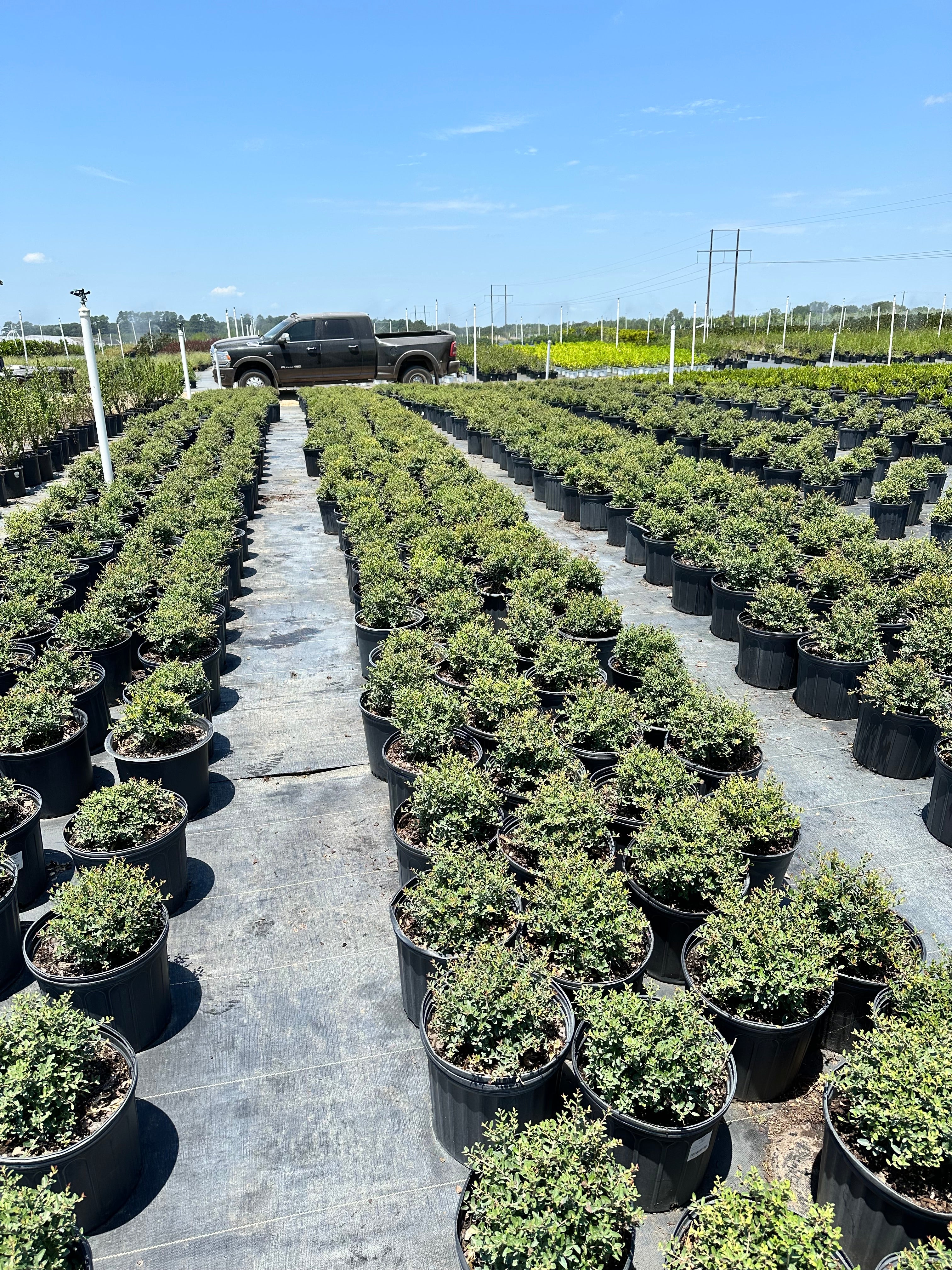 Dwarf Yaupon Holly