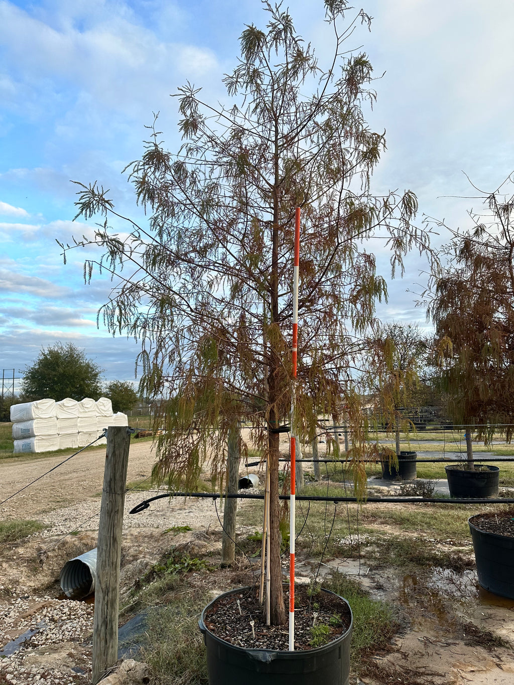 Bald Cypress