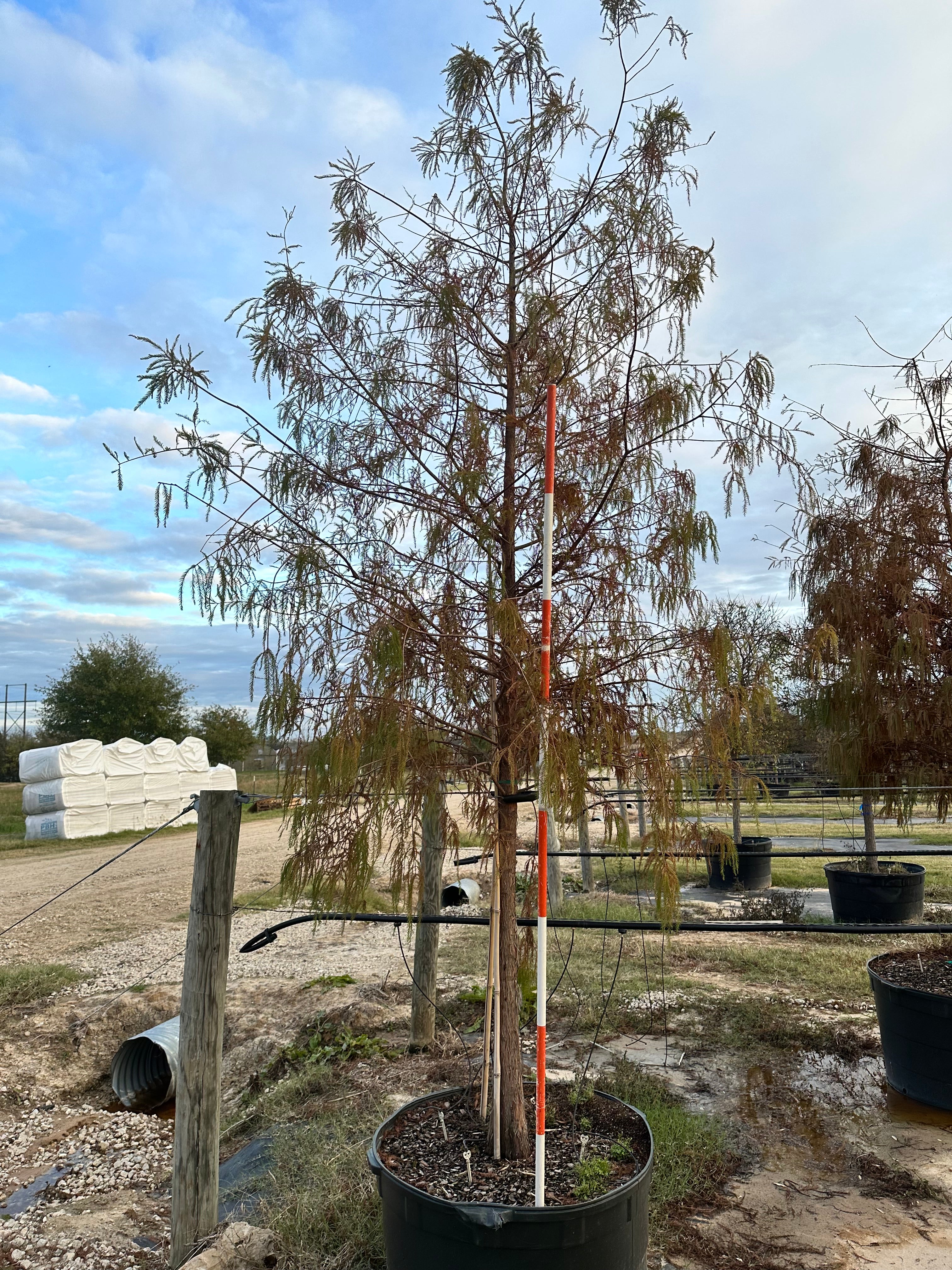 Bald Cypress