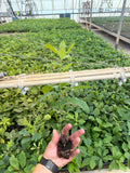 Shumard Red Oak