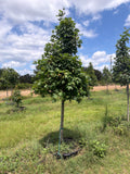 Autumn Blaze Red Maple