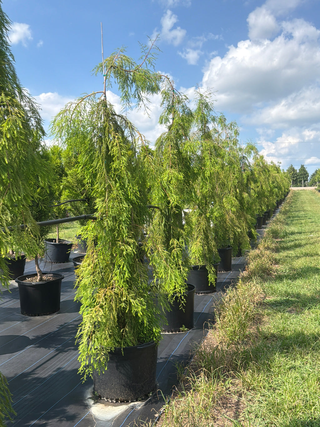 Falling Waters Bald Cypress