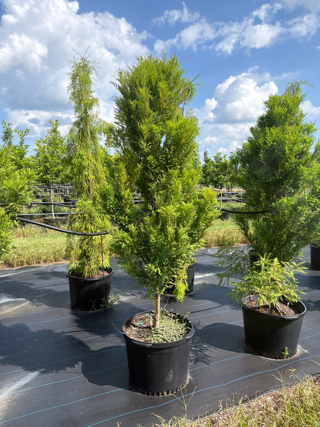 Lindsey Skyward Bald Cypress
