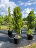 Lindsey Skyward Bald Cypress