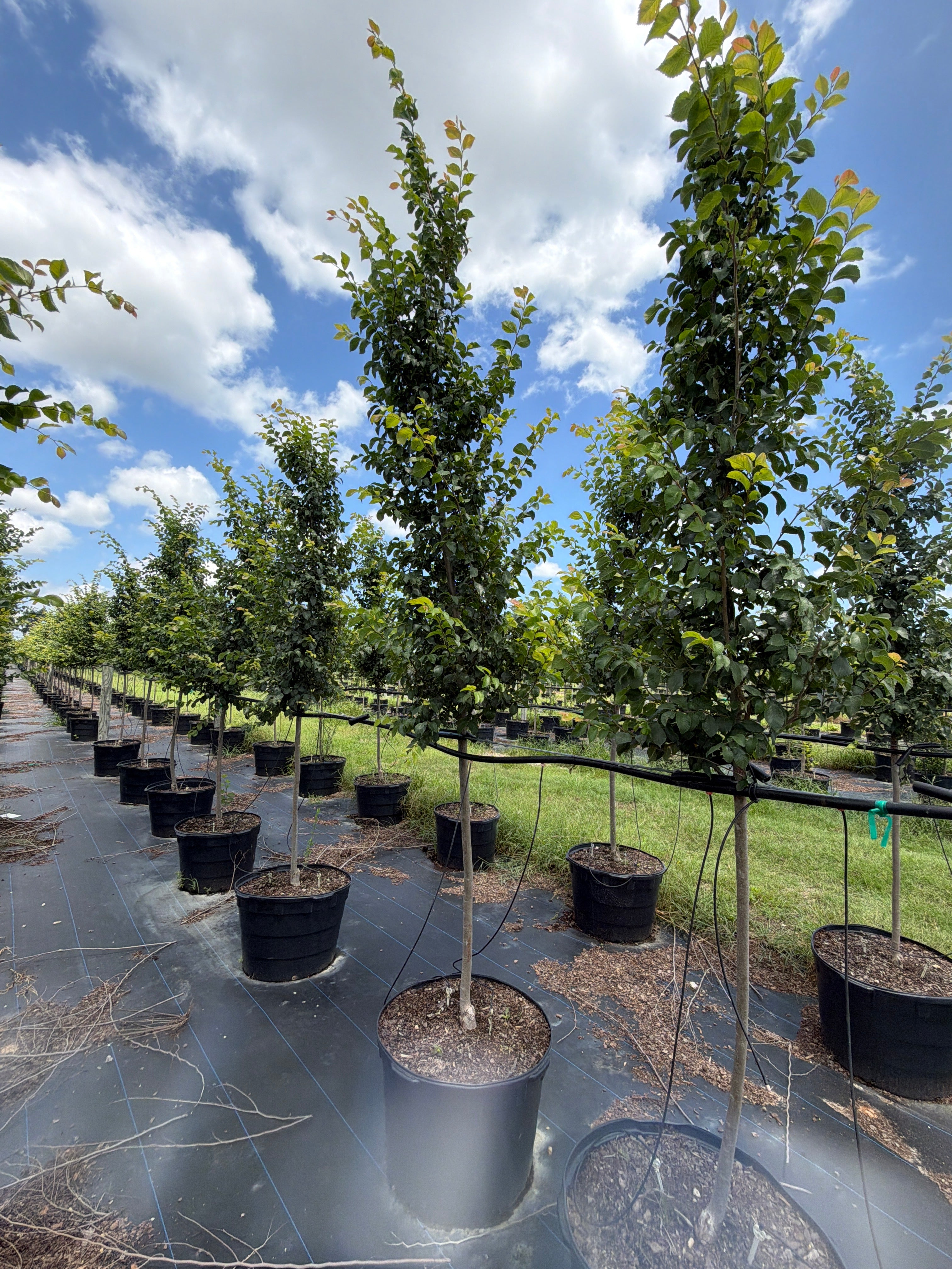 Frontier Elm