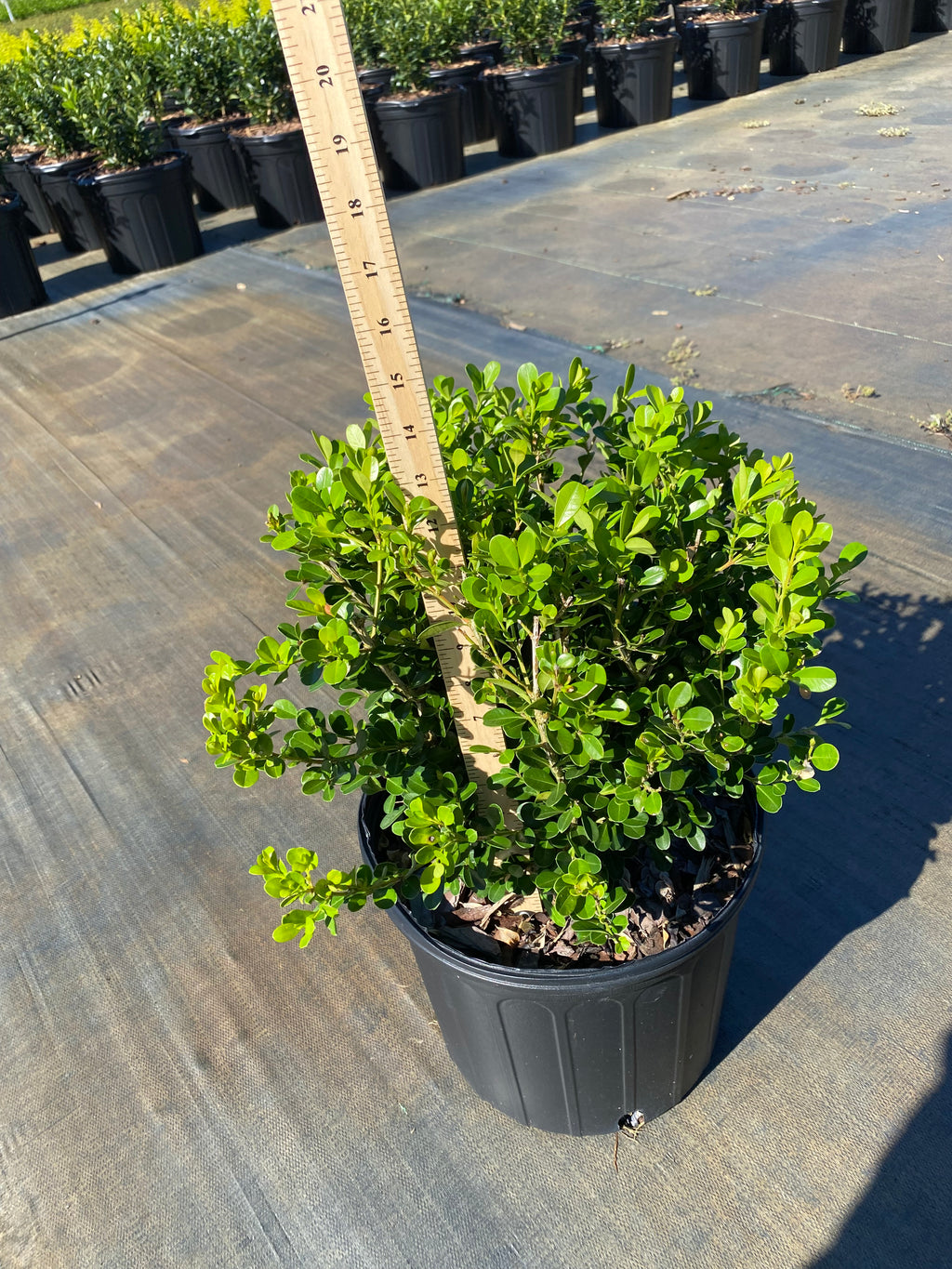Wintergreen Boxwood