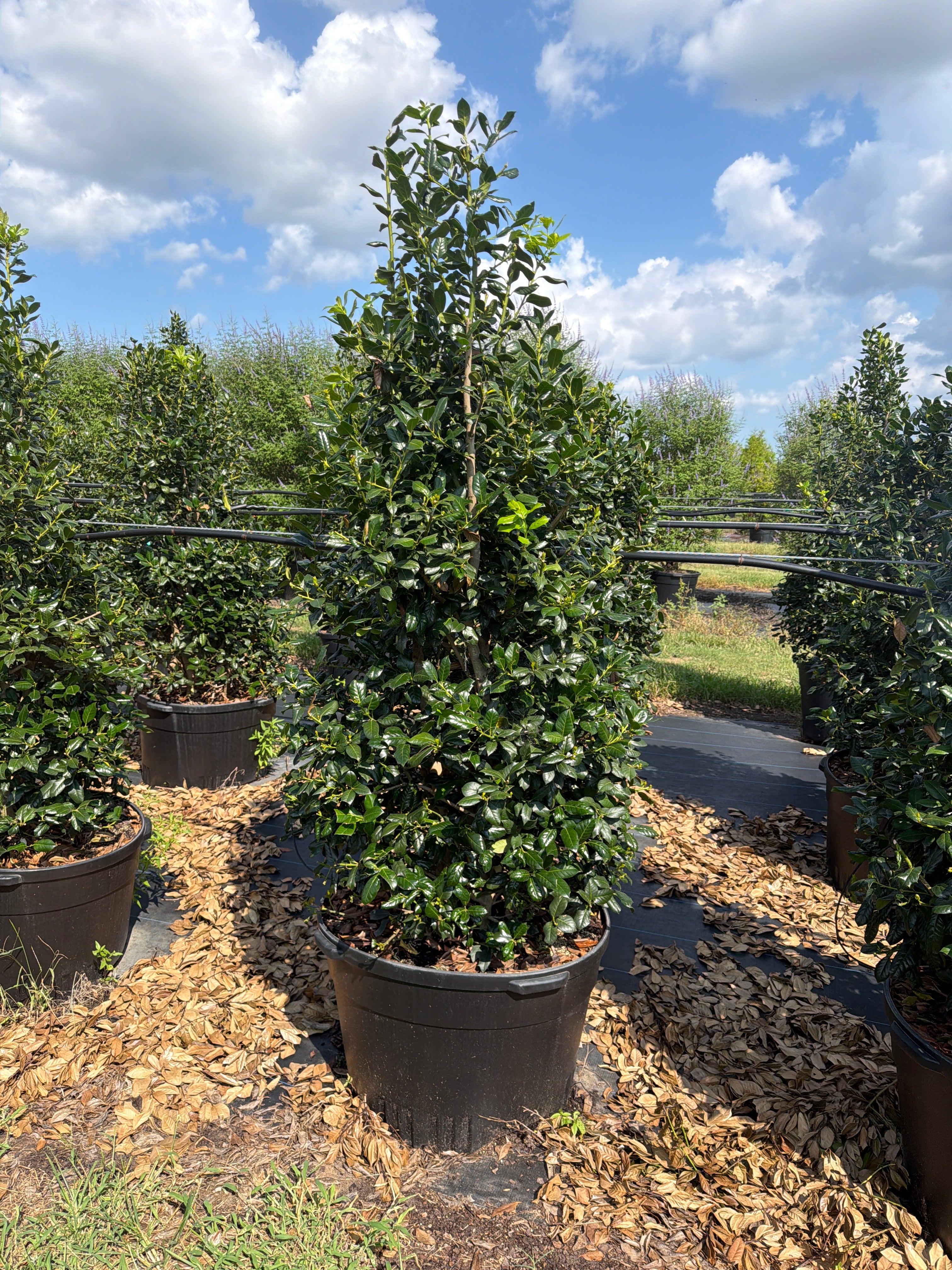 Nellie R Steven’s Holly