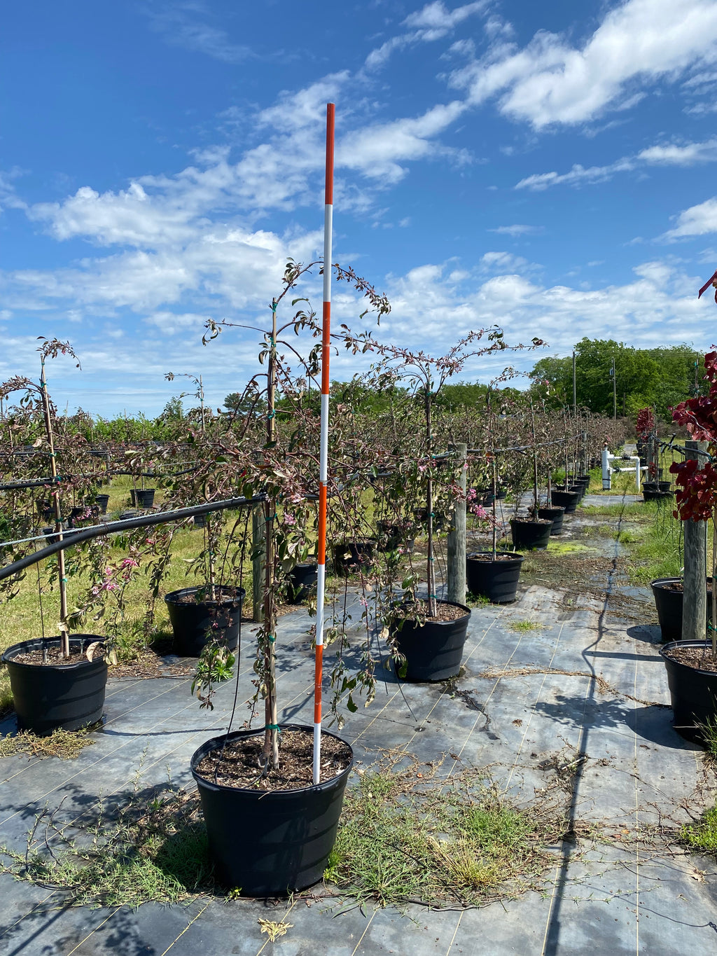 Crimson Cascade Weeping Peach