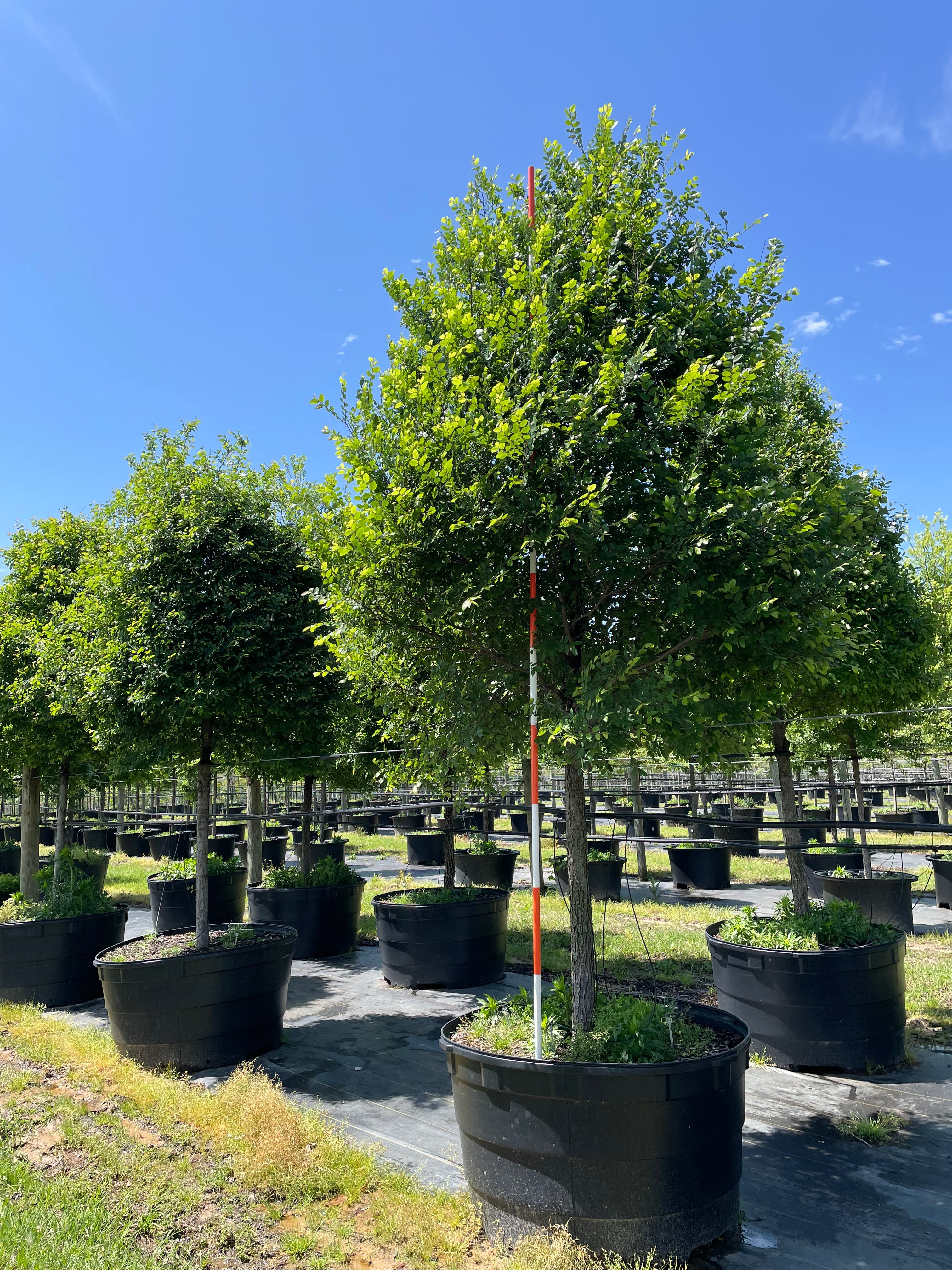 Cedar Elm