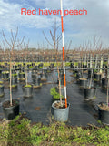 Red Haven Peach