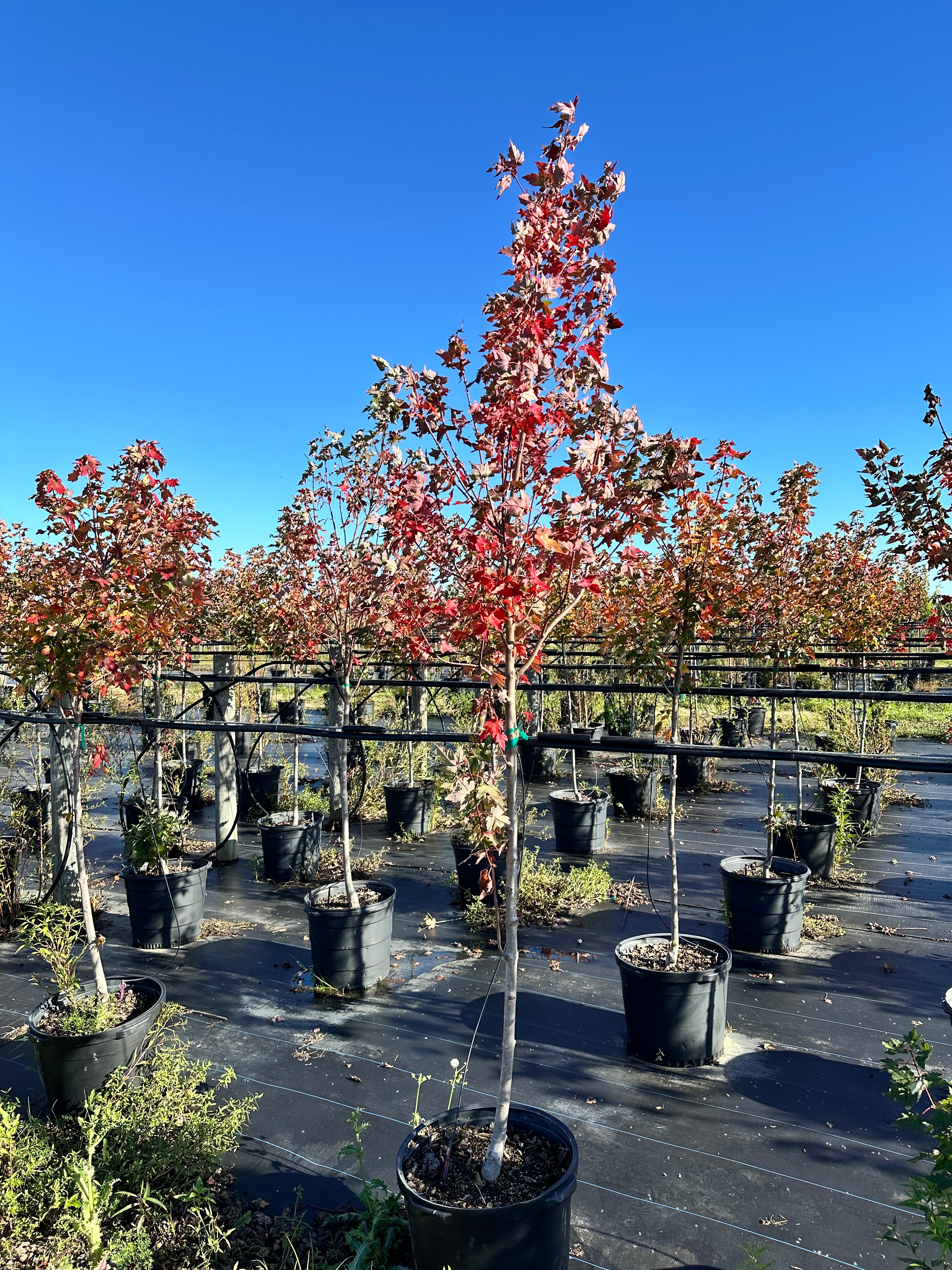 Drummond Red Maple