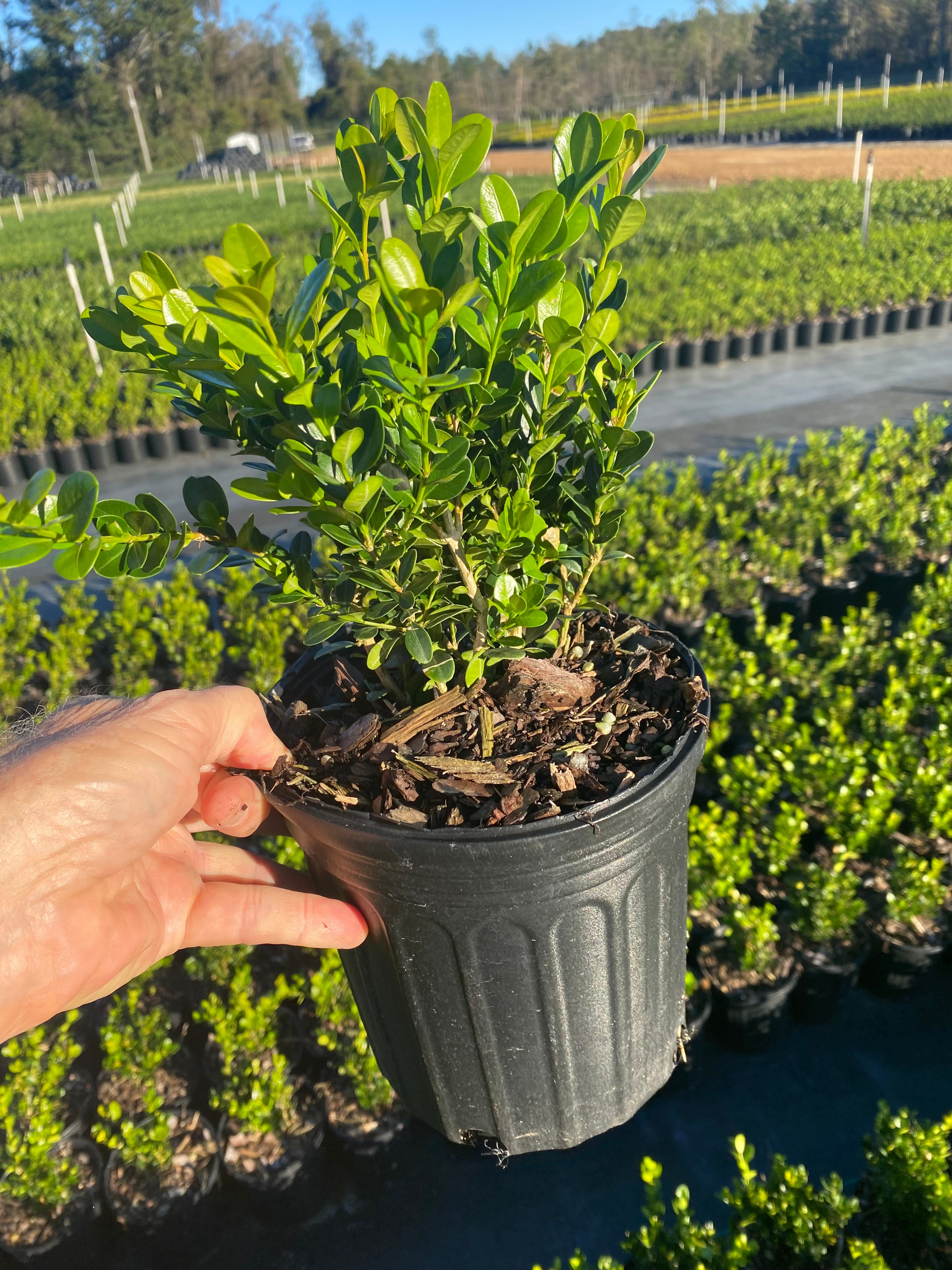 Wintergreen Boxwood