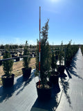 Spartan Juniper
