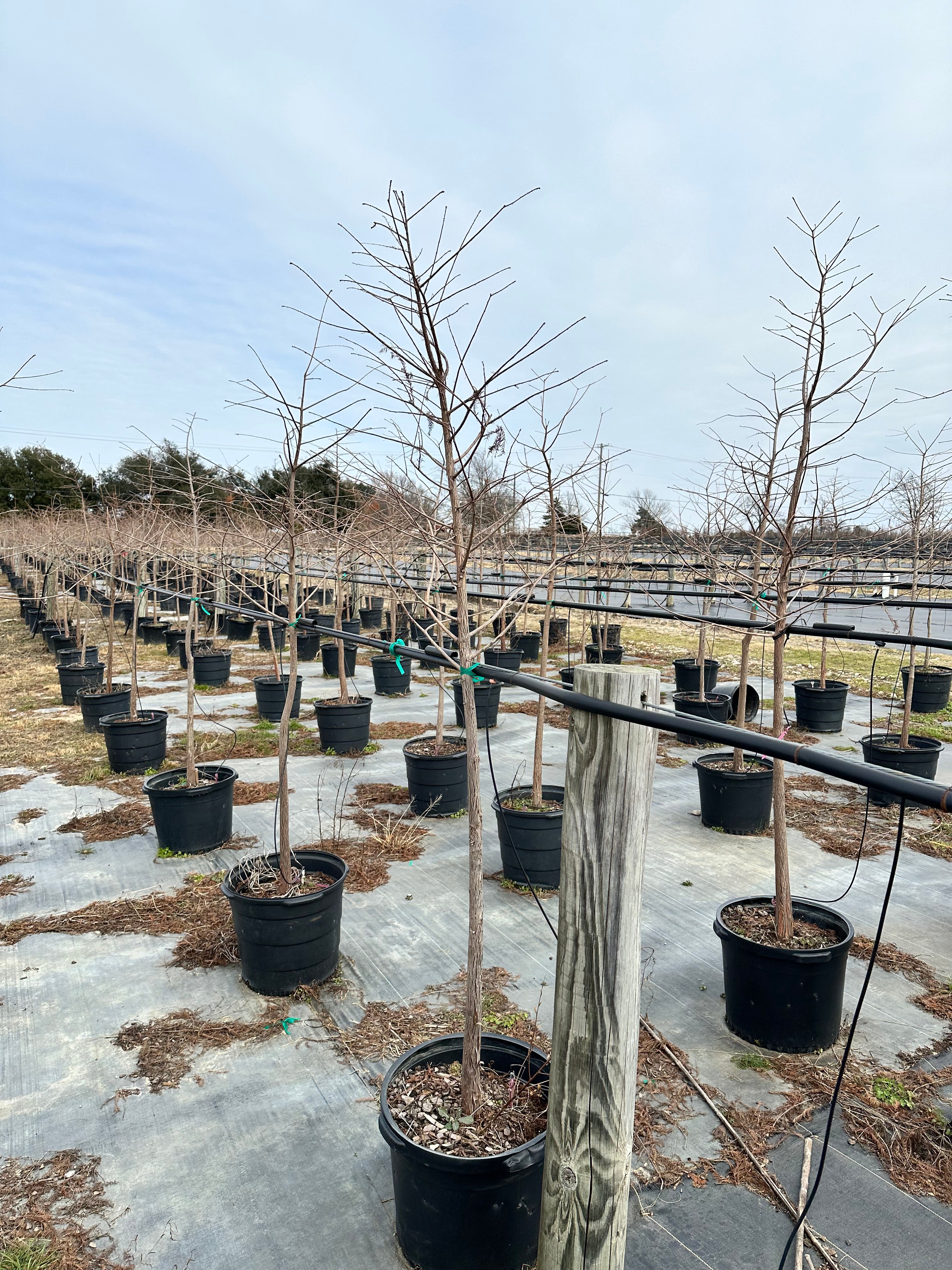 Bald Cypress