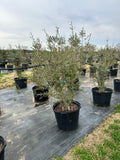 Pride of Houston Yaupon Holly