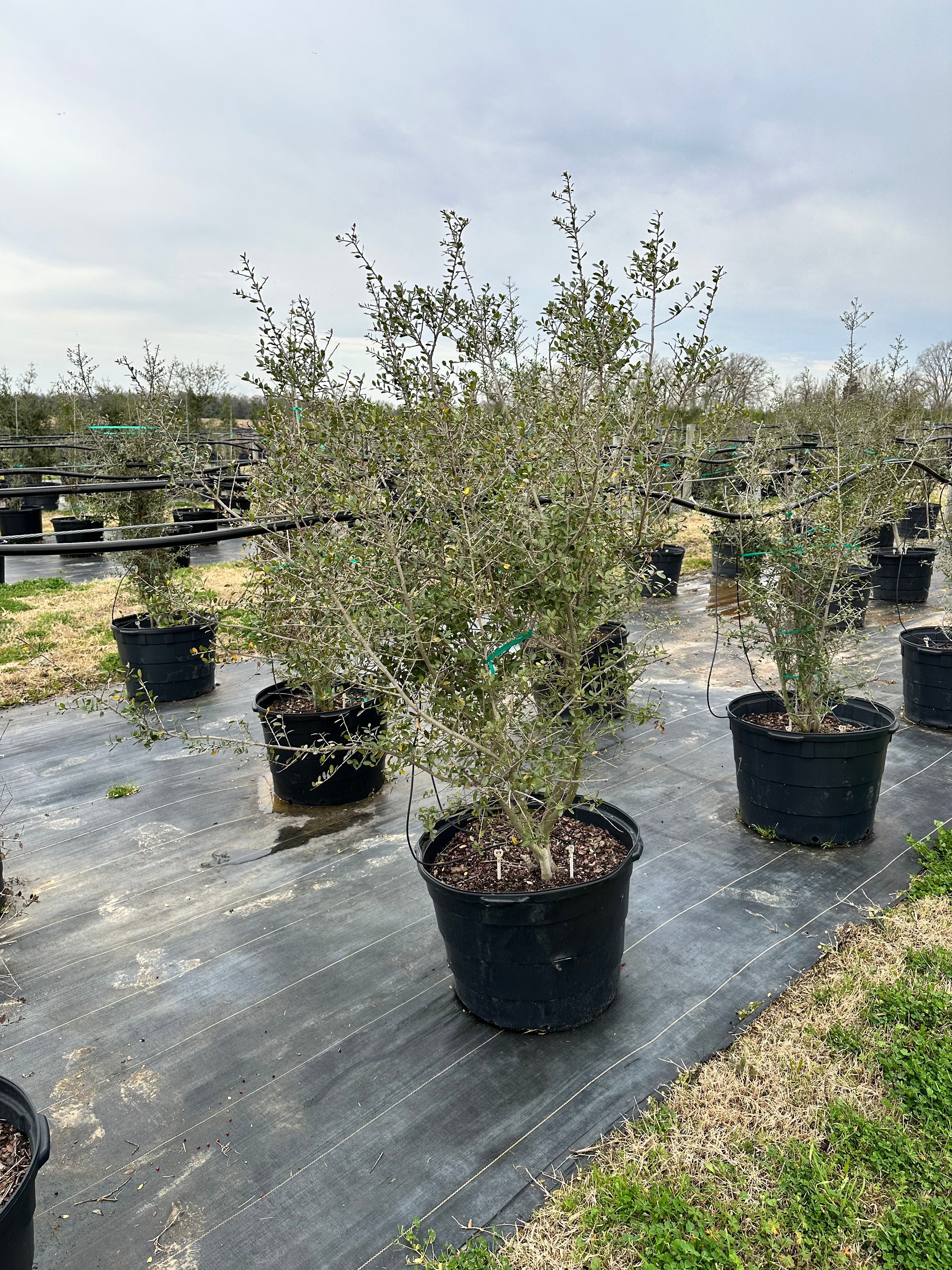 Pride of Houston Yaupon Holly