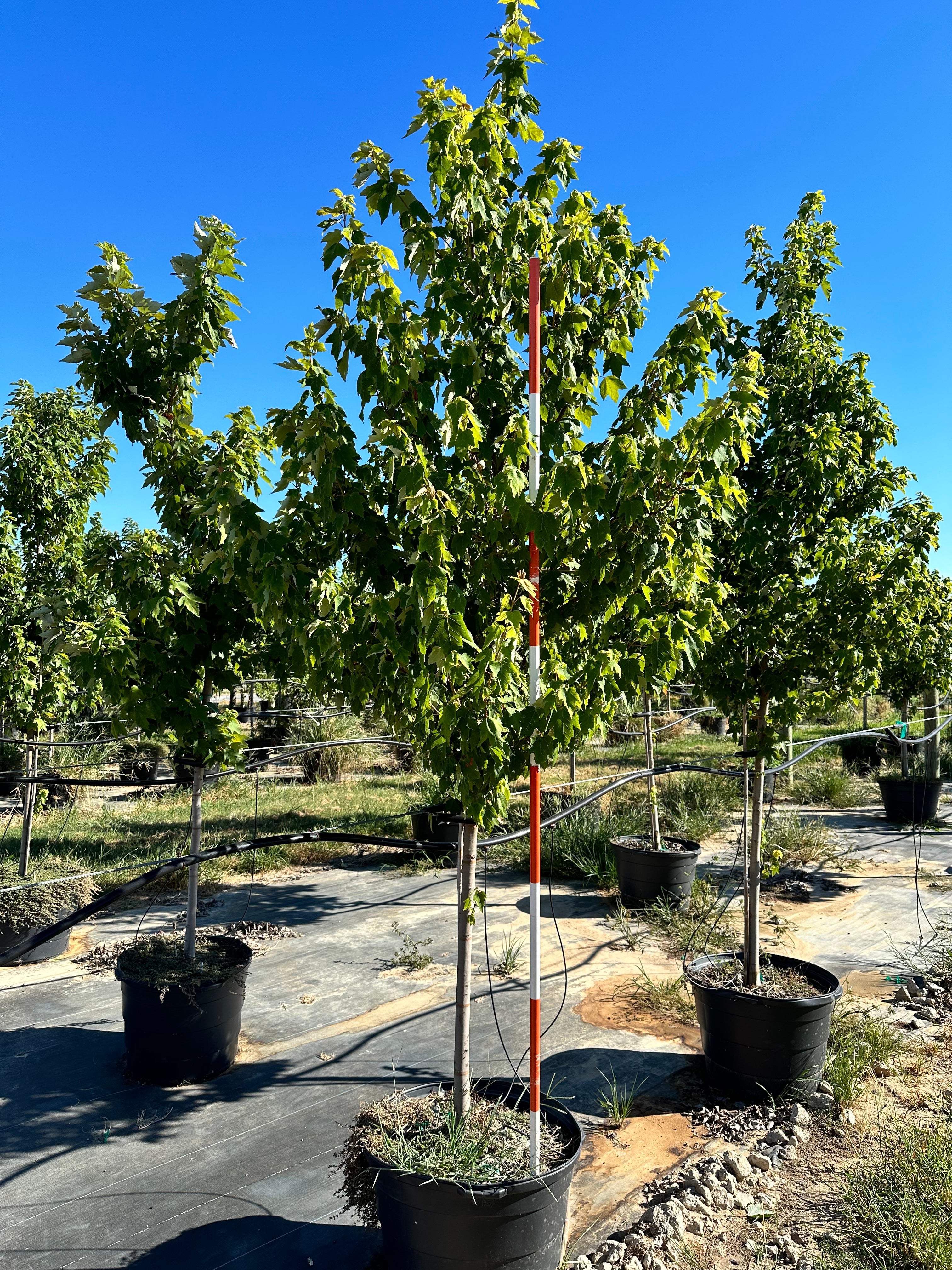 Drummond Red Maple