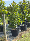 Southern Magnolia
