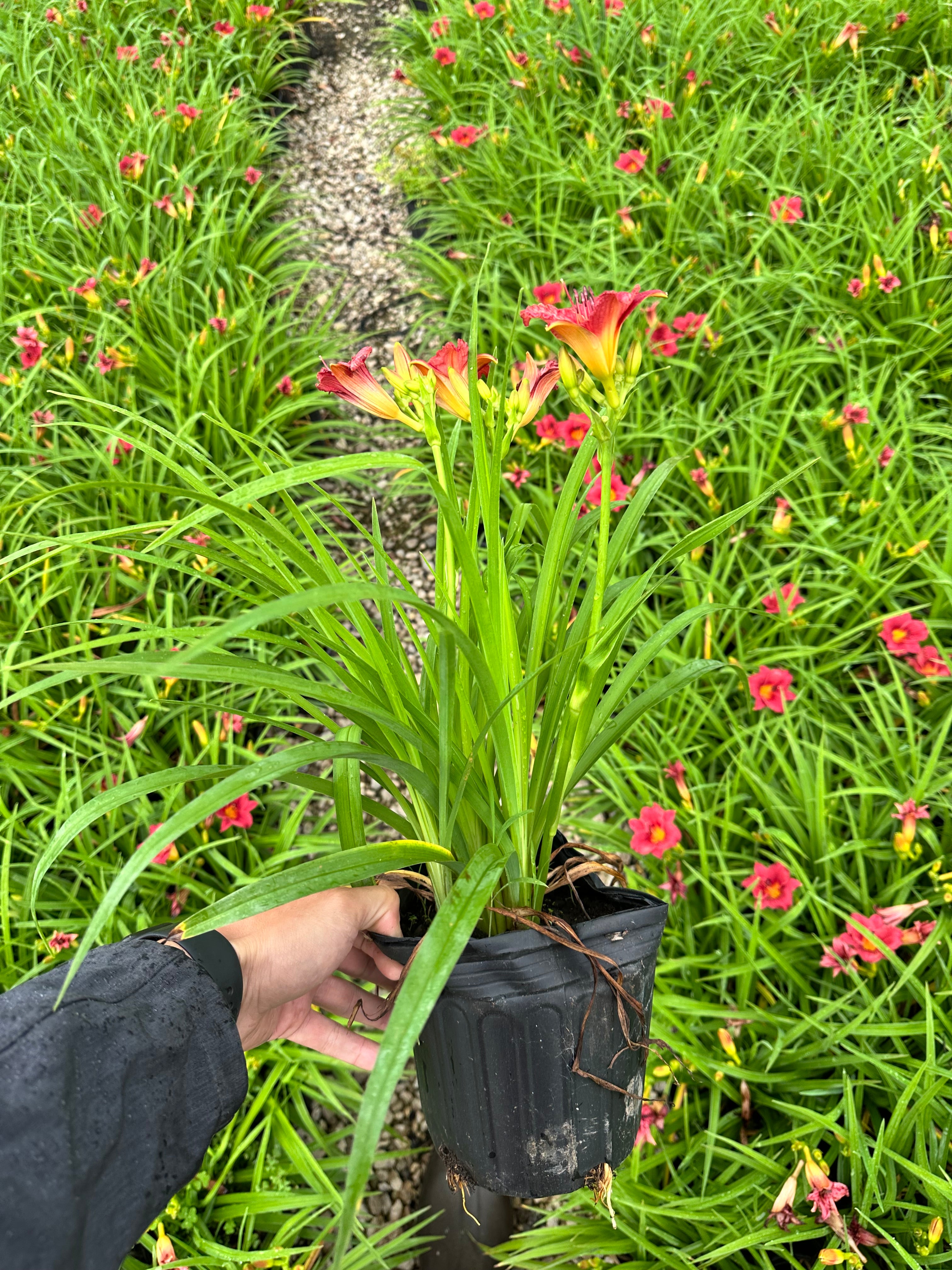Little Business Daylily