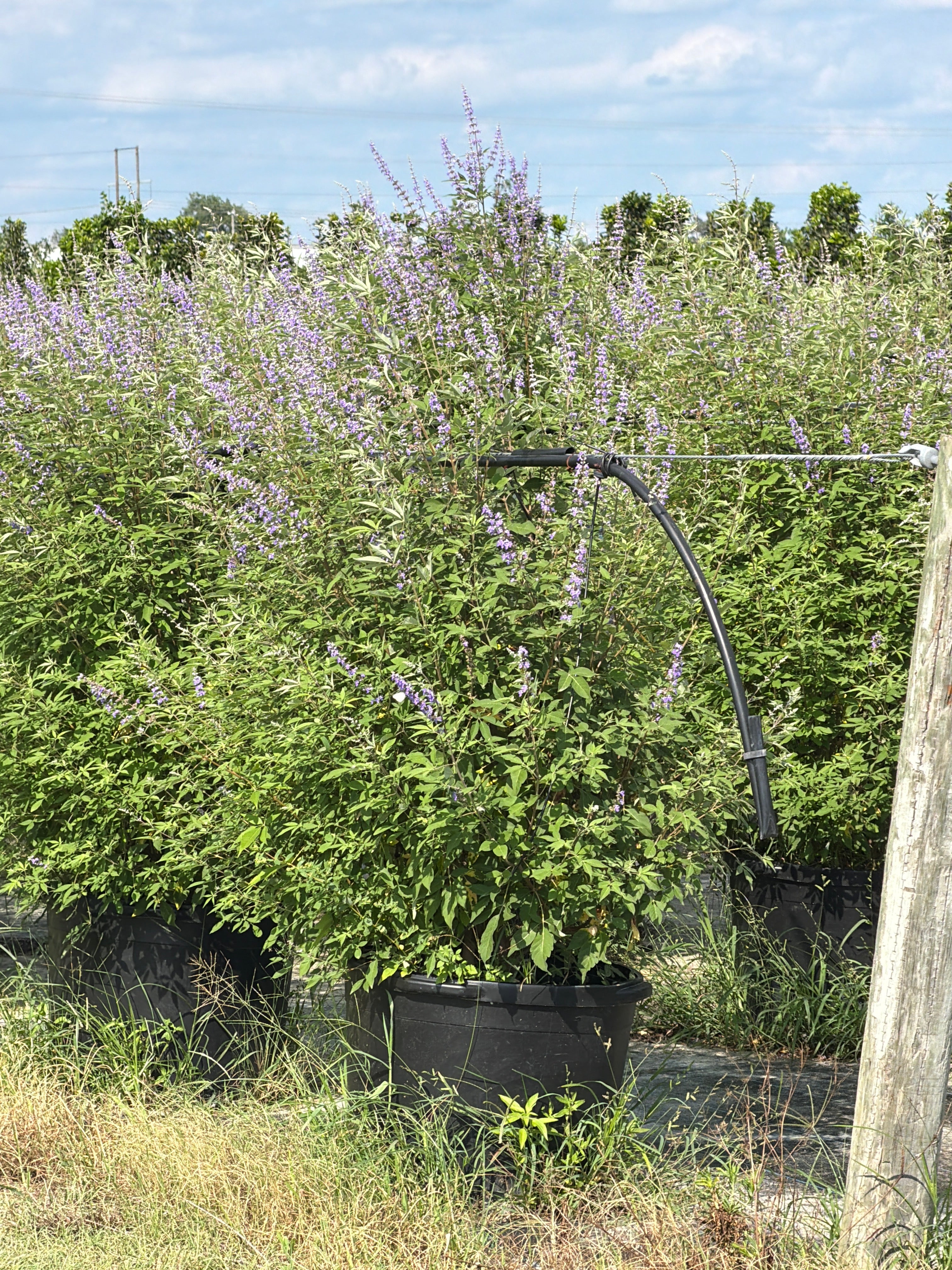 Shoal Creek Vitex