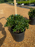Dwarf Burford Holly