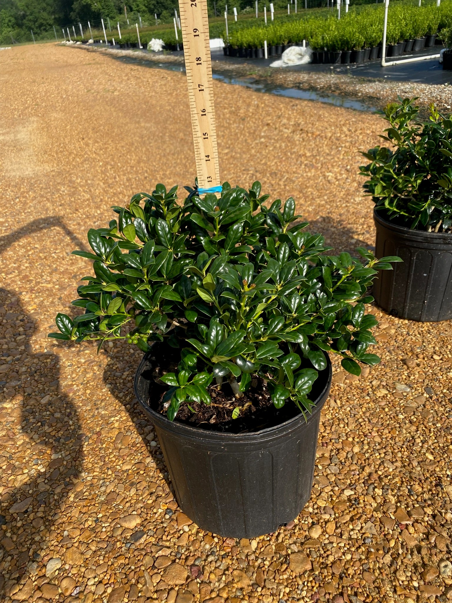 Dwarf Burford Holly