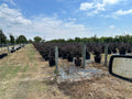 Carolina Midnight Loropetalum