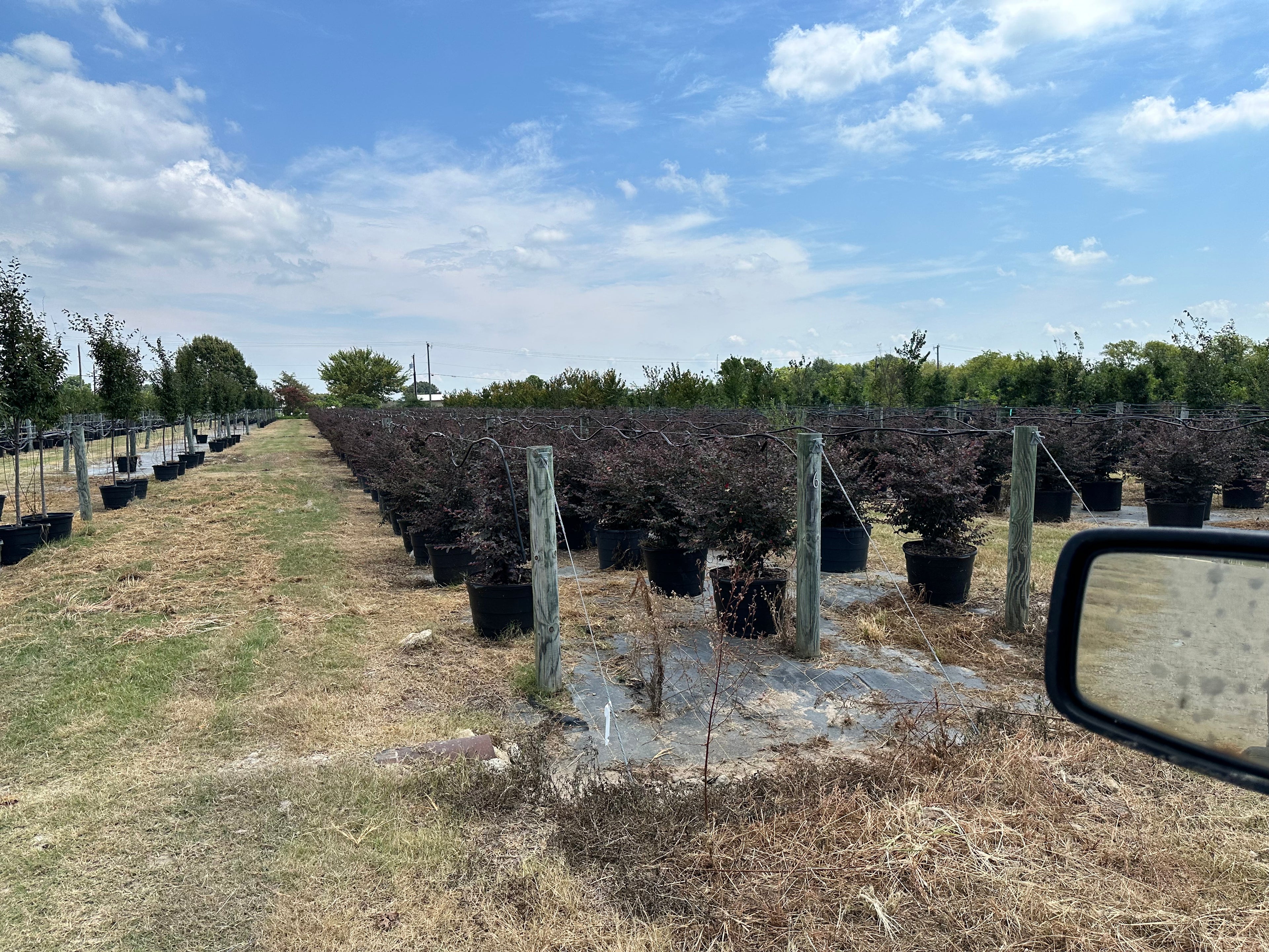 Carolina Midnight Loropetalum