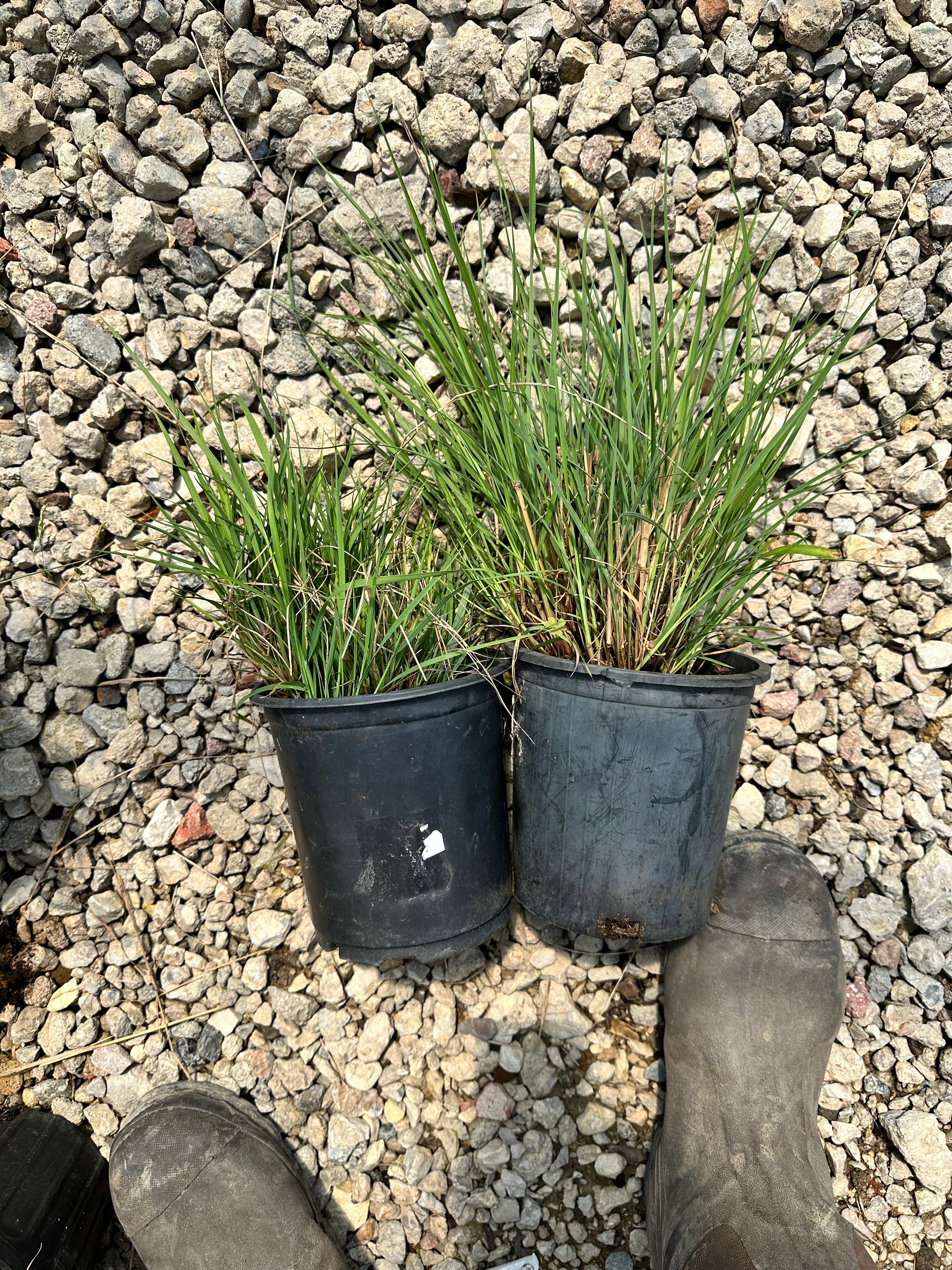 Inland Sea Oats