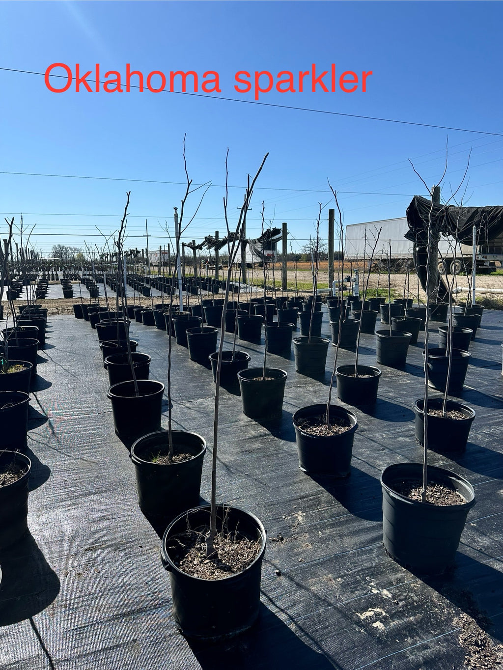 Oklahoma Sparkler Redbud