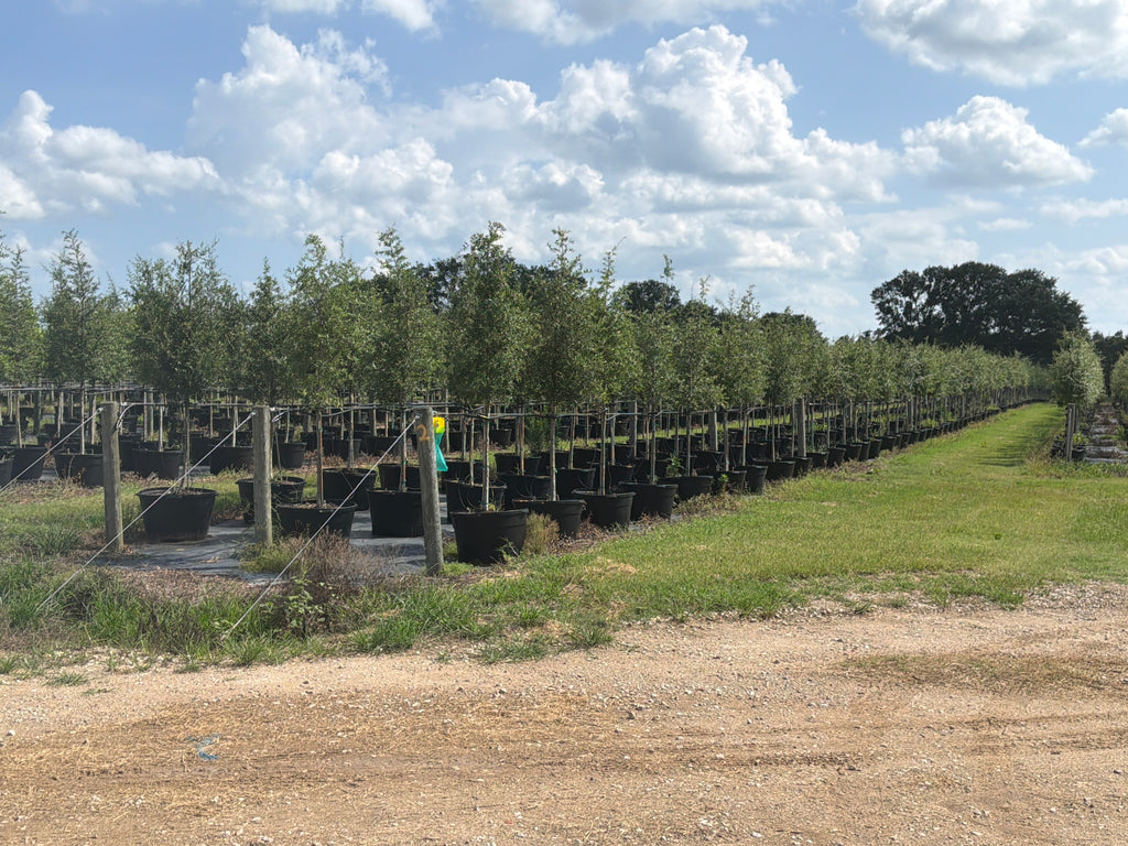 Live Oak