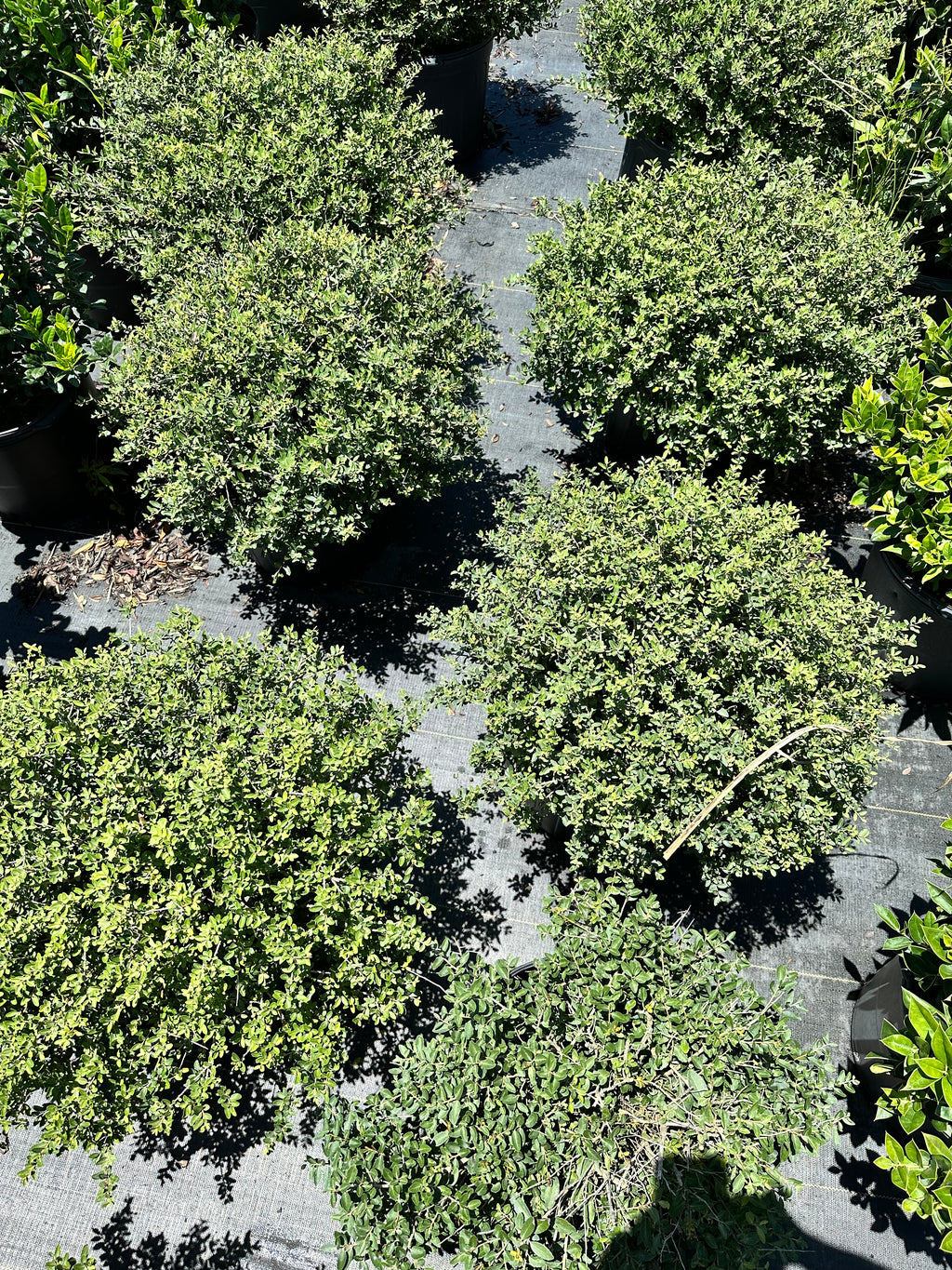 Dwarf Yaupon Holly