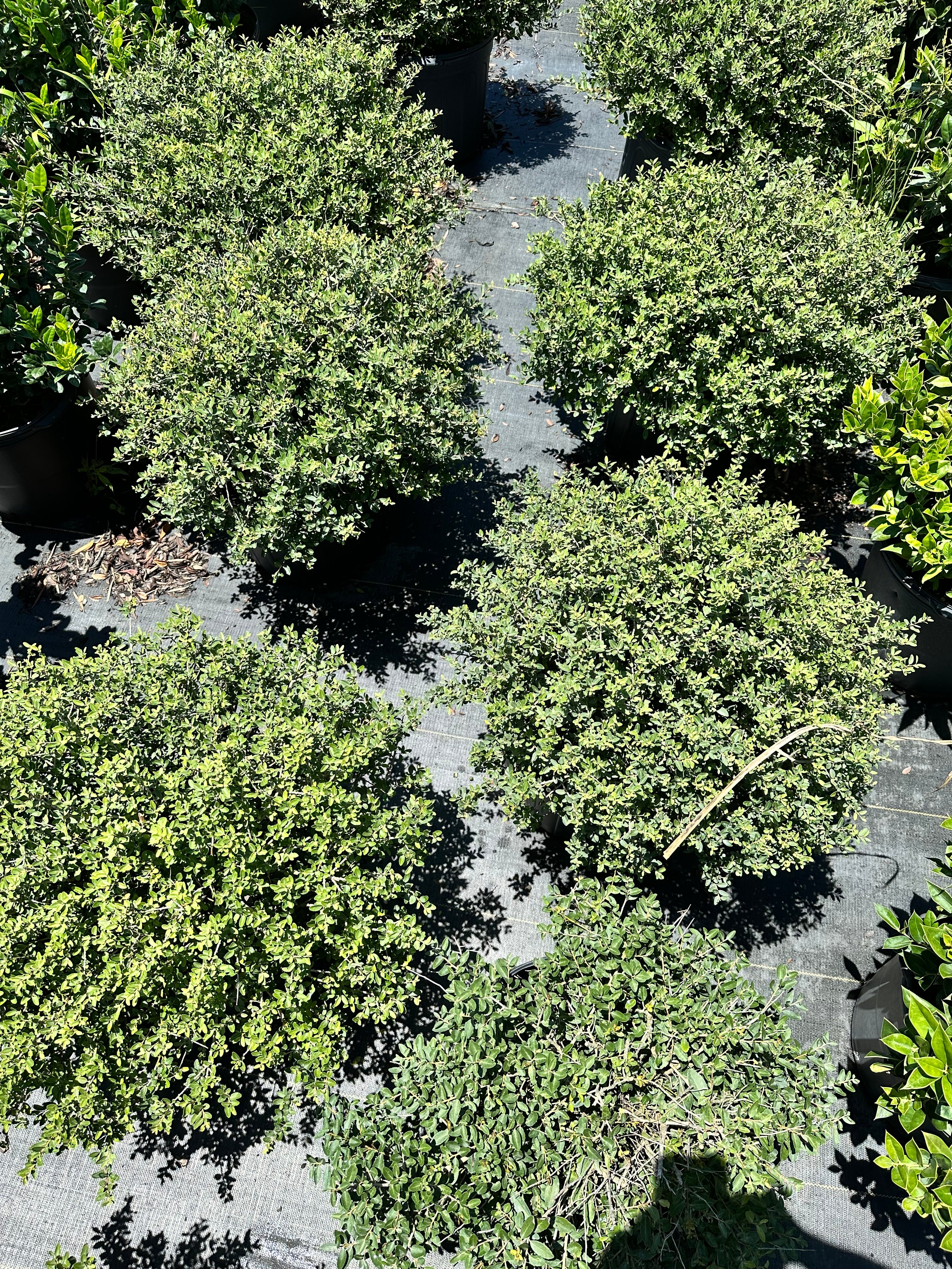 Dwarf Yaupon Holly