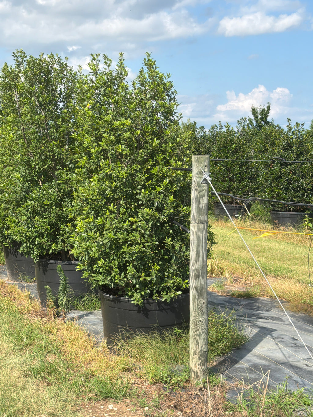 Eagleston Holly