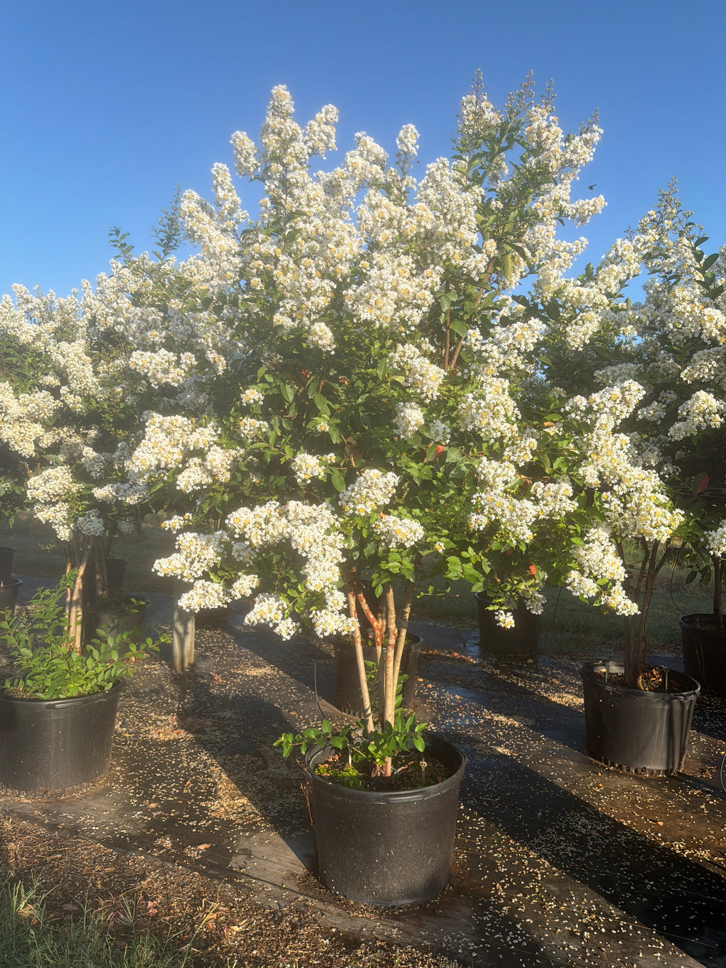 Natchez Crape Myrtle