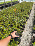 Little Gem Magnolia
