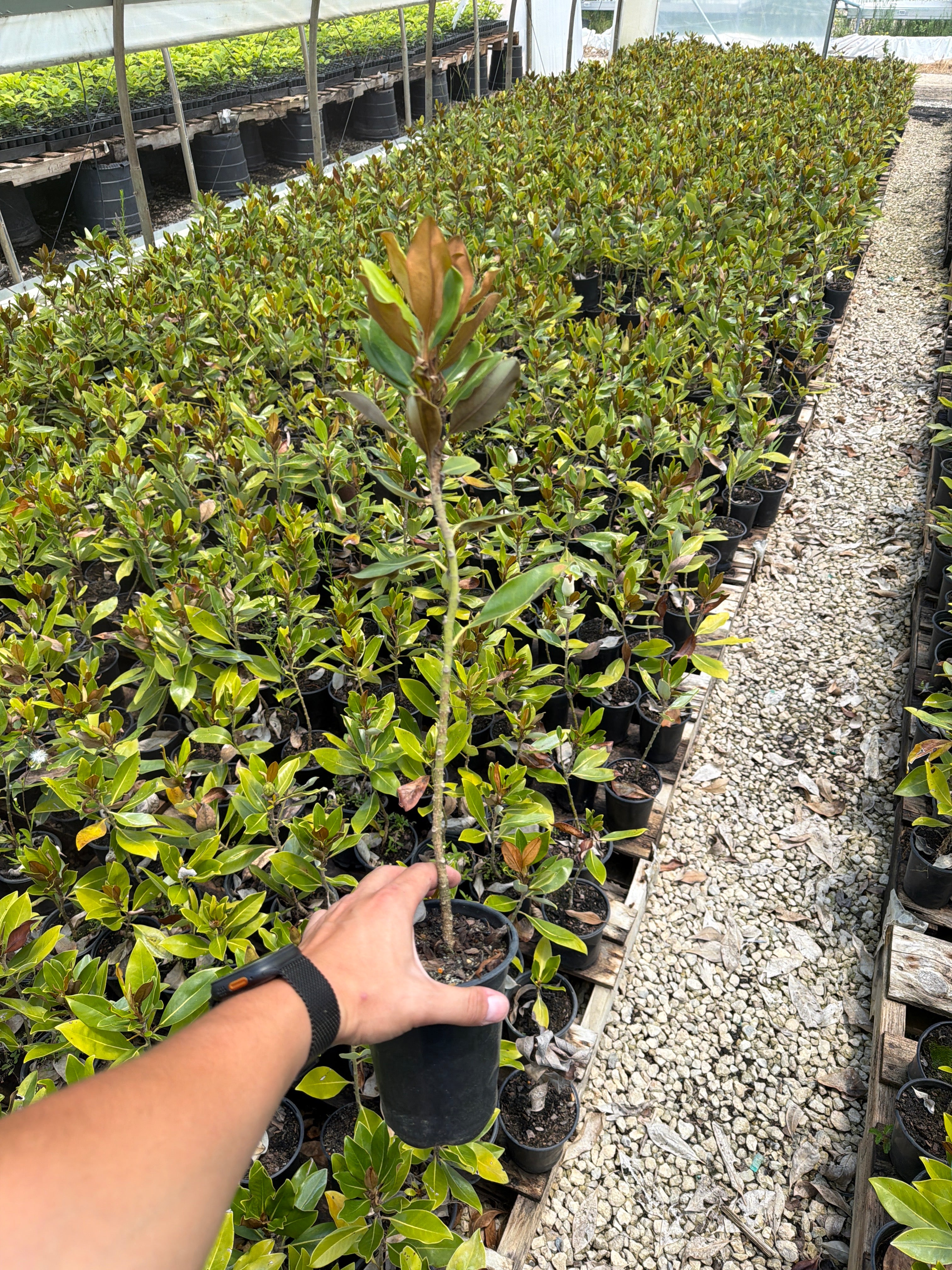 Little Gem Magnolia
