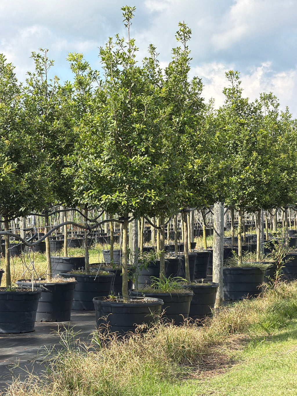 Eagleston Holly