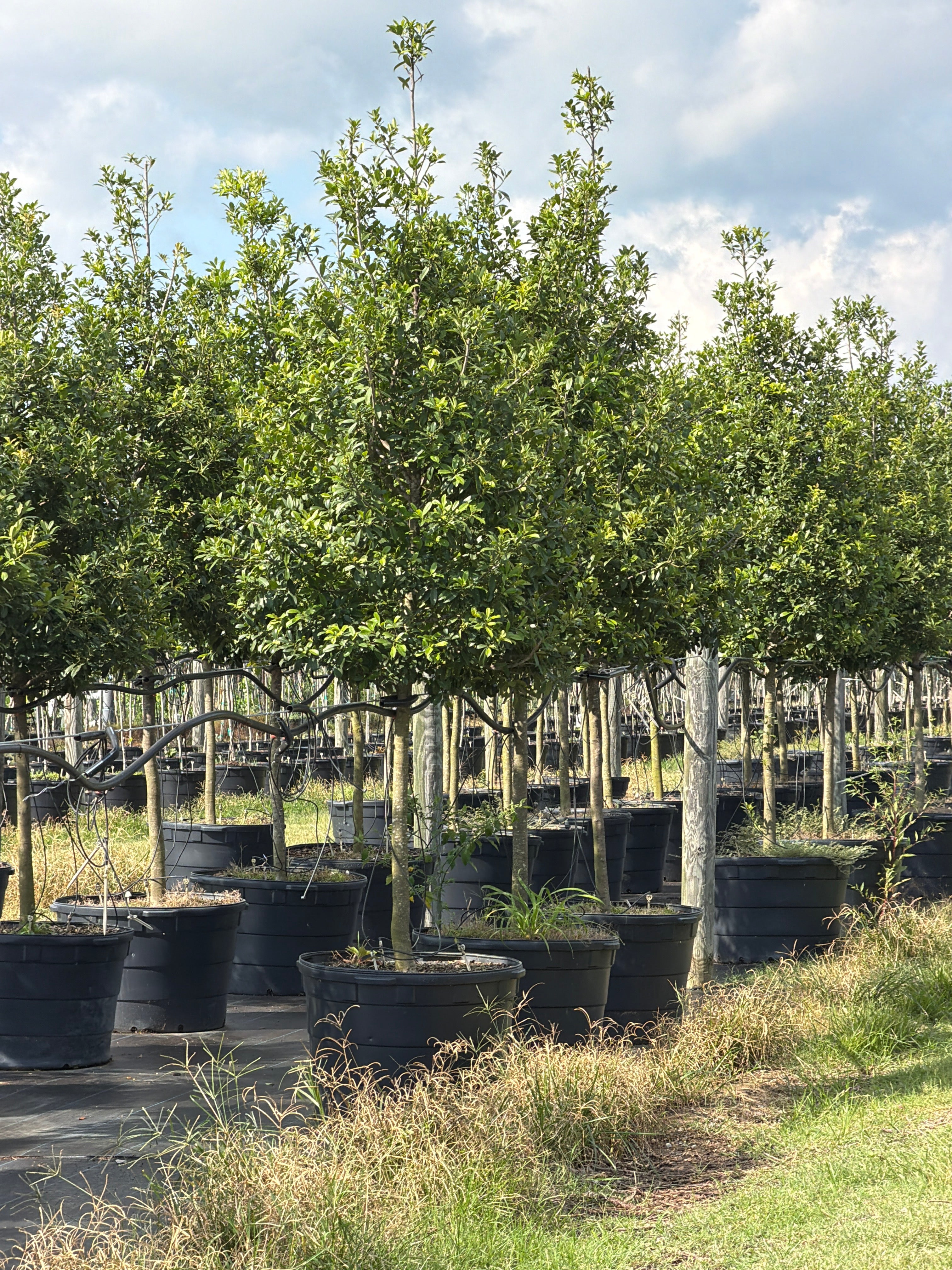 Eagleston Holly