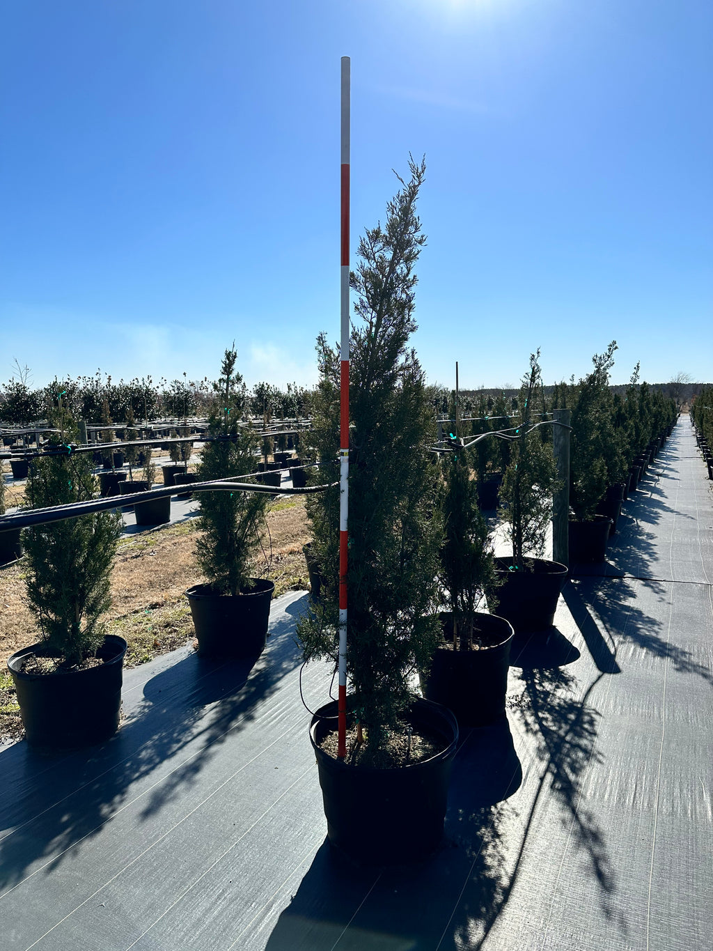 Spartan Juniper